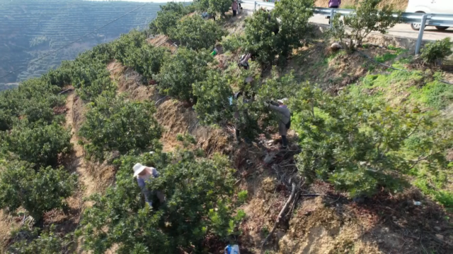 全国最早石屏特早杨梅抢“鲜”上市 (1).png