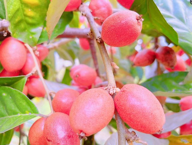 腾冲羊奶果 (7).png