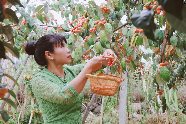 腾冲羊奶果 (11).png