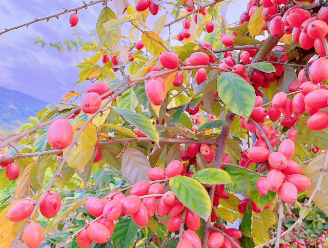 腾冲羊奶果 (1).png