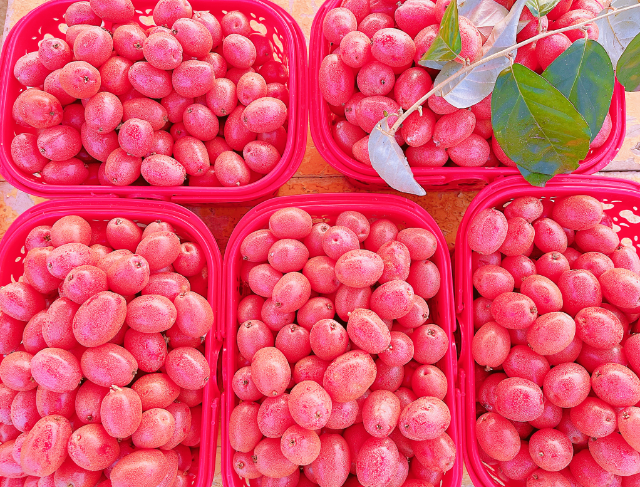 腾冲羊奶果 (6).png