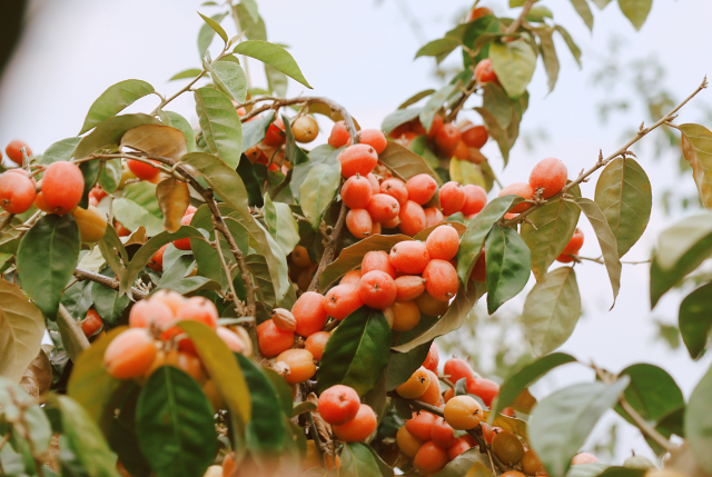 腾冲羊奶果 (2).png