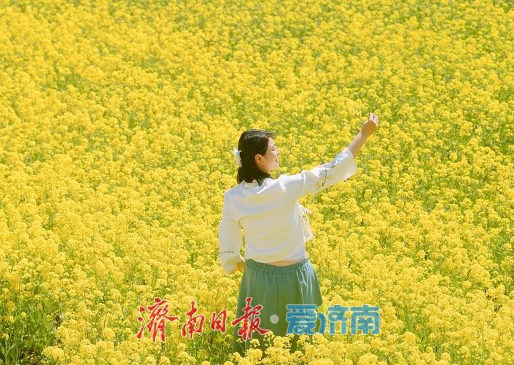 油菜花开又逢君 季春时节遍地金