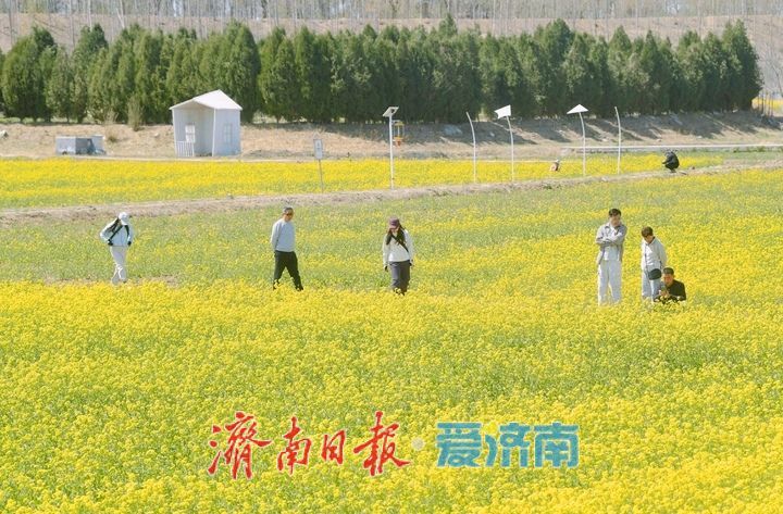 油菜花开又逢君 季春时节遍地金
