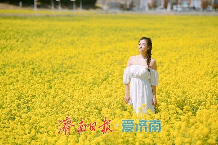 油菜花开又逢君 季春时节遍地金