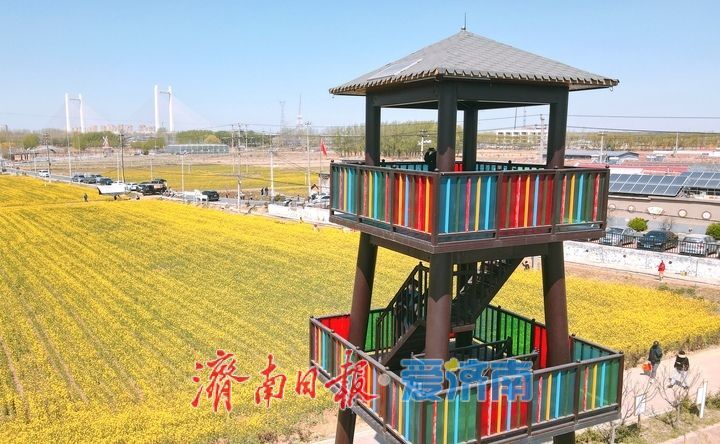 油菜花开又逢君 季春时节遍地金