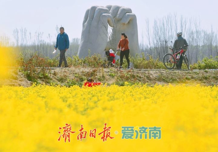 油菜花开又逢君 季春时节遍地金