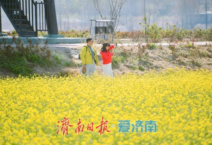 油菜花开又逢君 季春时节遍地金