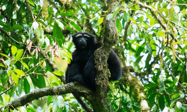 高黎贡白眉长臂猿(天行长臂猿) 杨荣廷摄1.jpg