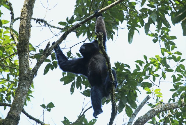 高黎贡白眉长臂猿(天行长臂猿) 杨荣廷摄3.jpg