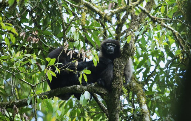 高黎贡白眉长臂猿(天行长臂猿) 杨荣廷摄5.jpg