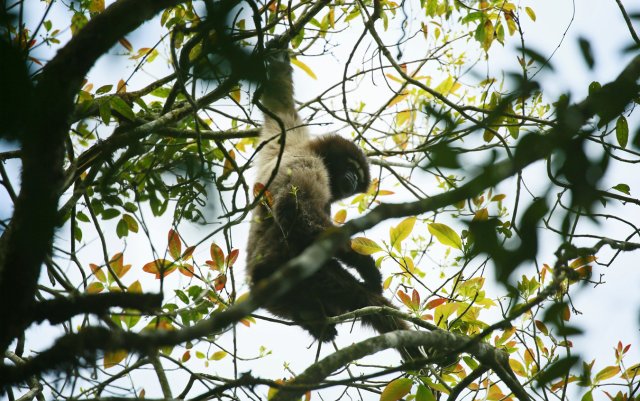 高黎贡白眉长臂猿(天行长臂猿) 杨荣廷摄.jpg