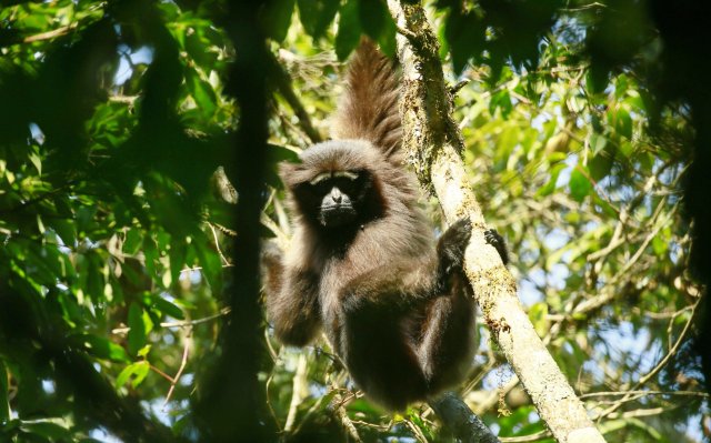 高黎贡白眉长臂猿(天行长臂猿) 杨荣廷摄2.jpg