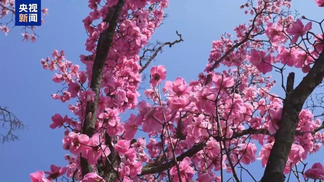 1.26亿人次去哪儿了？清明小长假消费“三件套”