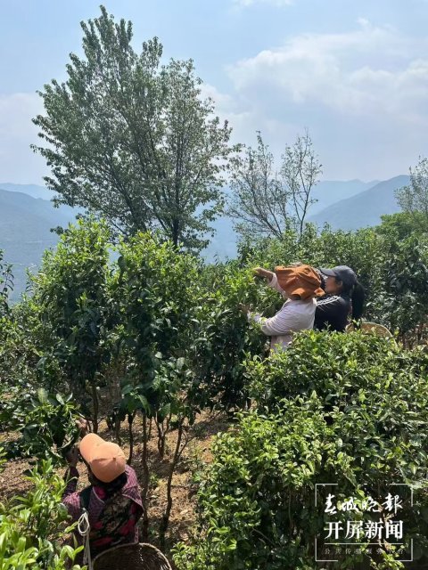 (采访传编辑)美好生活在云南 无量山春意盎然采茶忙 (1).jpg