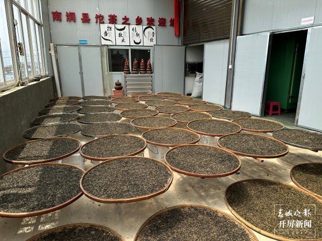 (采访传编辑)美好生活在云南 无量山春意盎然采茶忙 (6).jpg