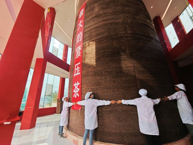 图片说明:茶柱历时5年制成,高6.6米,需14个成年人才能环抱(2025年4月9日 易思敏摄).jpg