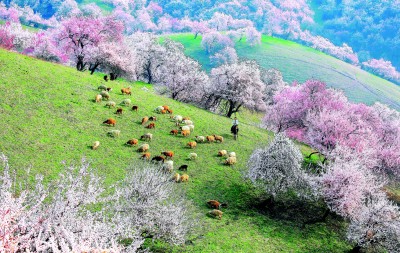 【文化中国行】在新疆寻找春天 【文化中国行】在新疆寻找春天