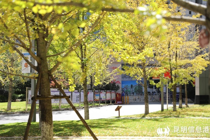 银杏大道 银杏大道