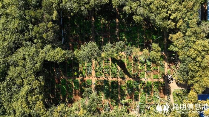 郁郁葱葱的农耕园