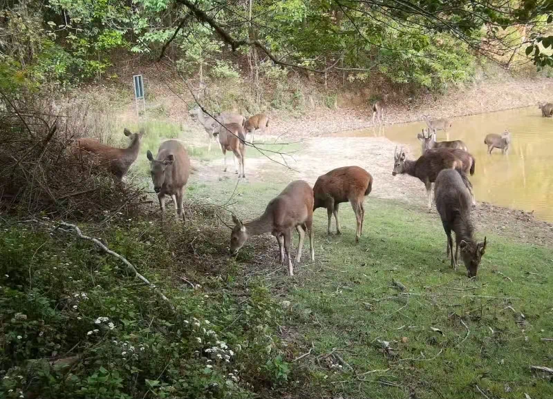 南滚河保护区监测到的15头水鹿.jpg