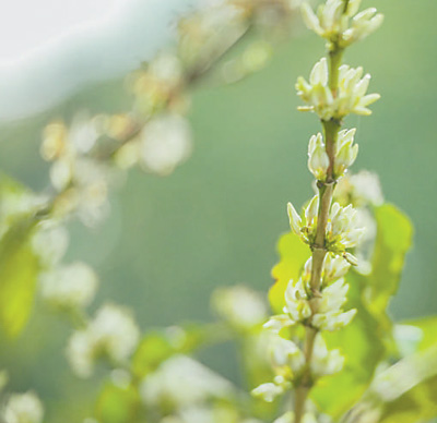 云南咖啡何以味更香?人民日报要闻版头条解读