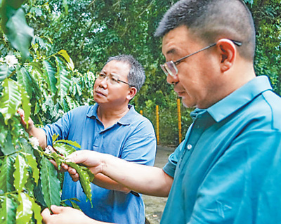 云南咖啡何以味更香?人民日报要闻版头条解读