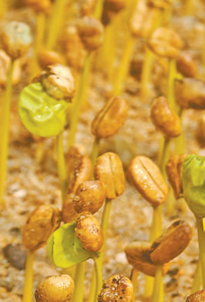 云南咖啡何以味更香?人民日报要闻版头条解读