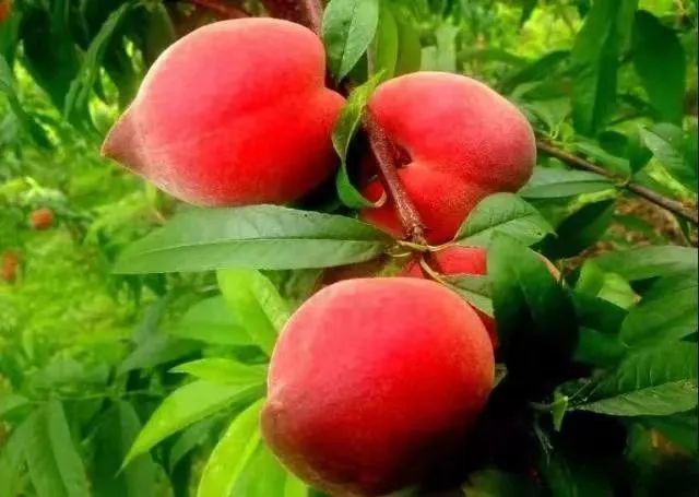 9b11233c8e3734bd02fd8b6ff09a0f36