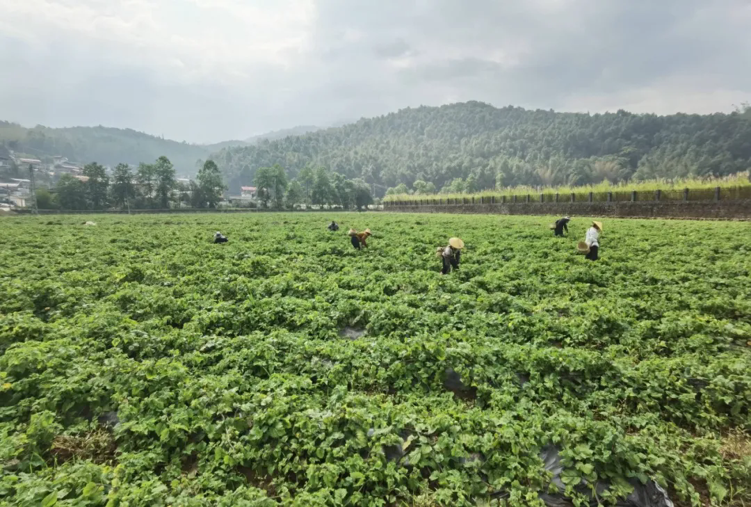 640_wx_fmt=jpeg&tp=webp&wxfrom=5&wx_lazy=1 (1).webp.png