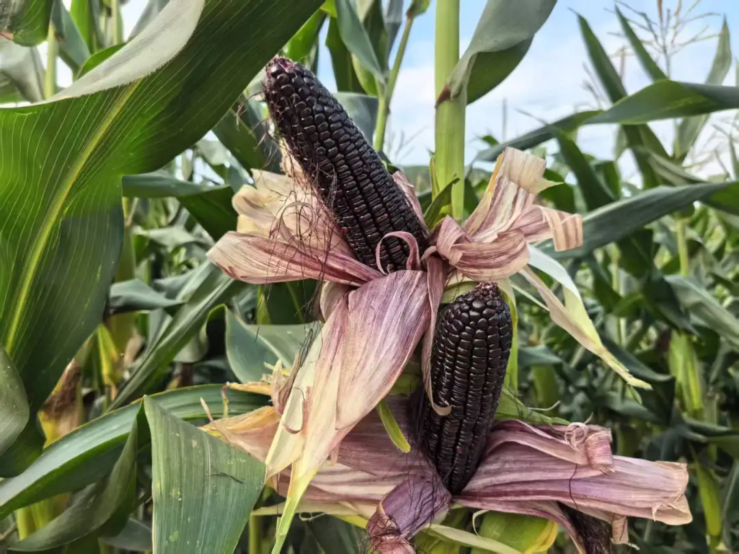 1747879099193508.png 640_wx_fmt=jpeg&from=appmsg&tp=webp&wxfrom=5&wx_lazy=1.webp (2).png