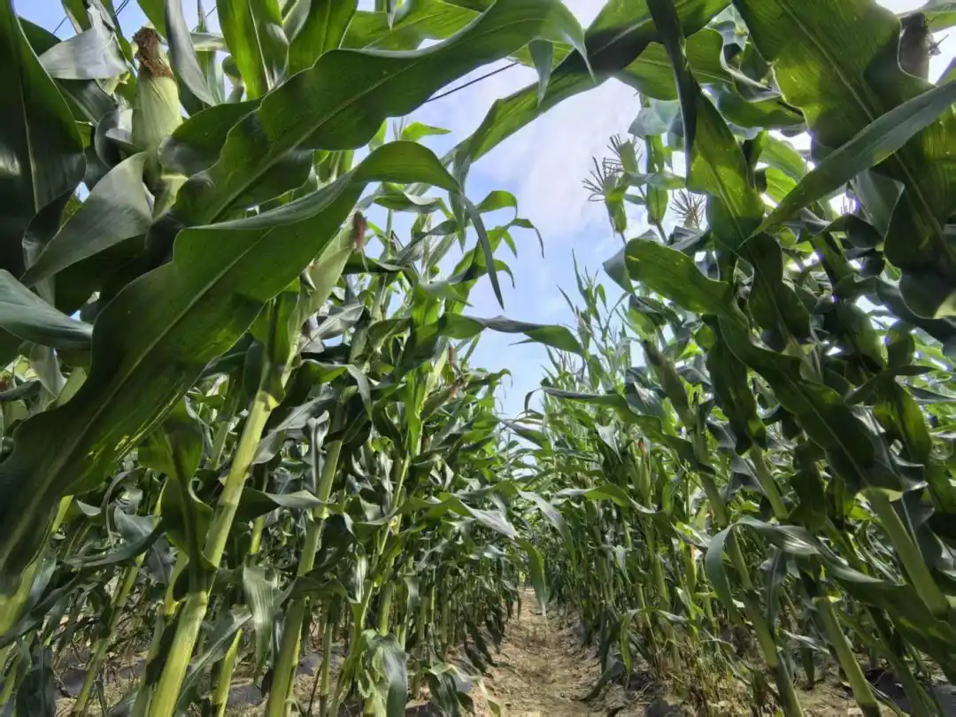 1747879127618297.png 640_wx_fmt=jpeg&from=appmsg&tp=webp&wxfrom=5&wx_lazy=1.webp (5).png