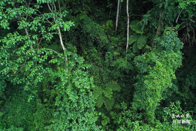 无人机照片-分布在林间的桫椤1 陶平 摄.jpg