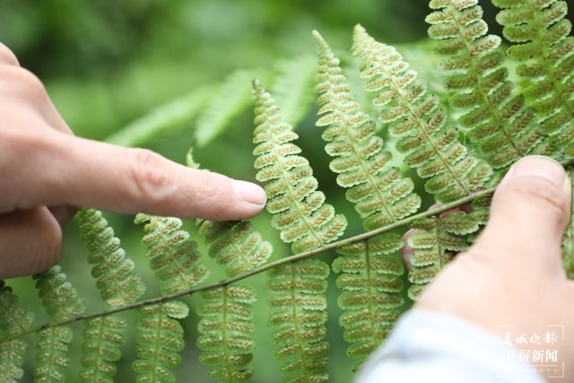 桫椤叶片背后的孢子4 陶平 摄.JPG