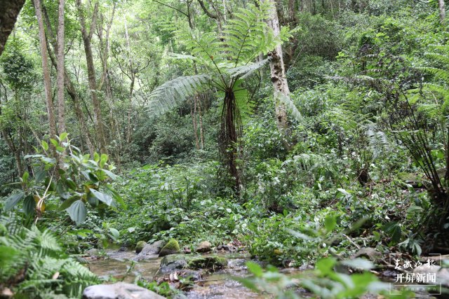 溪边生长的桫椤 杨廷荣 摄.JPG