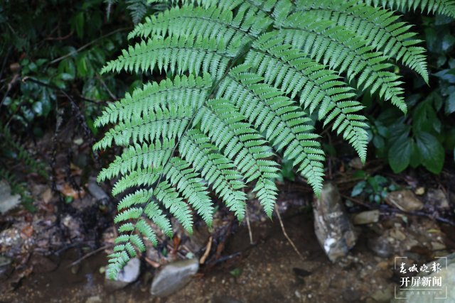 溪流边生长的桫椤 陶平 摄.JPG