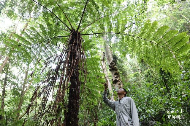 工作人员查看桫椤生长情况1 陶平 摄.JPG