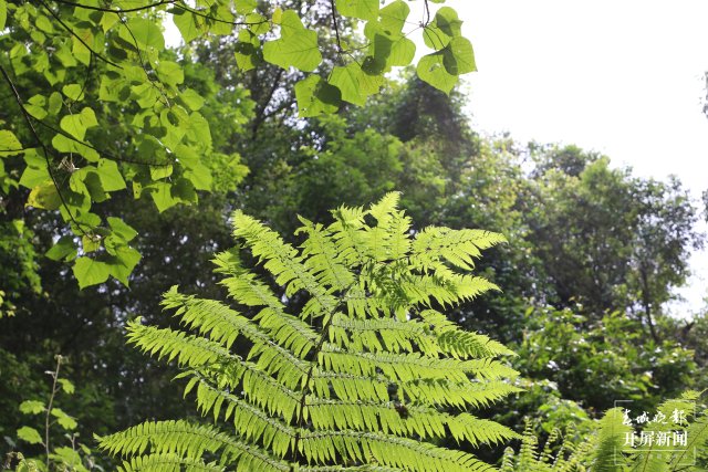 桫椤叶片与高大乔木叶片比肩 陶平 摄.JPG