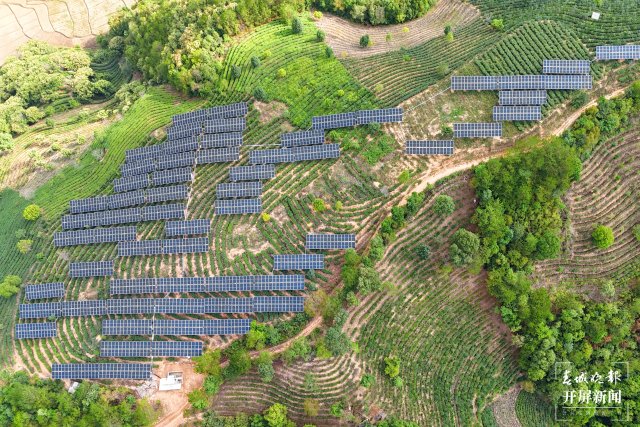 国内单体最大茶光互补项目中广核云南墨江碧溪235兆瓦光伏电站并网发电 (4).jpg