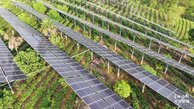 国内单体最大茶光互补项目中广核云南墨江碧溪235兆瓦光伏电站并网发电 (5).jpg