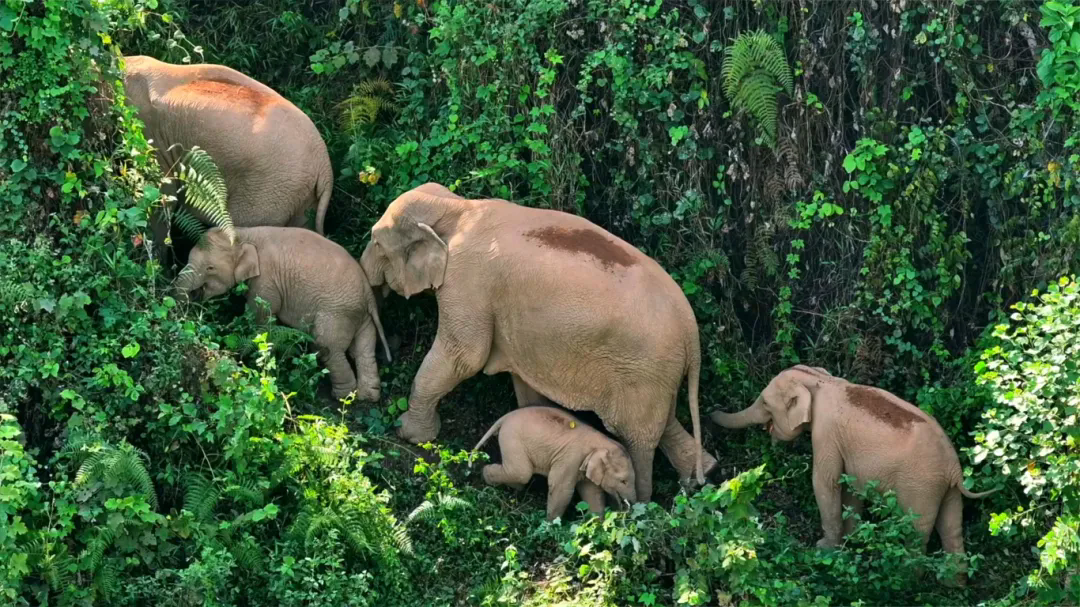 1748484239393496.png 640_wx_fmt=jpeg&from=appmsg&tp=webp&wxfrom=5&wx_lazy=1.webp (2).png