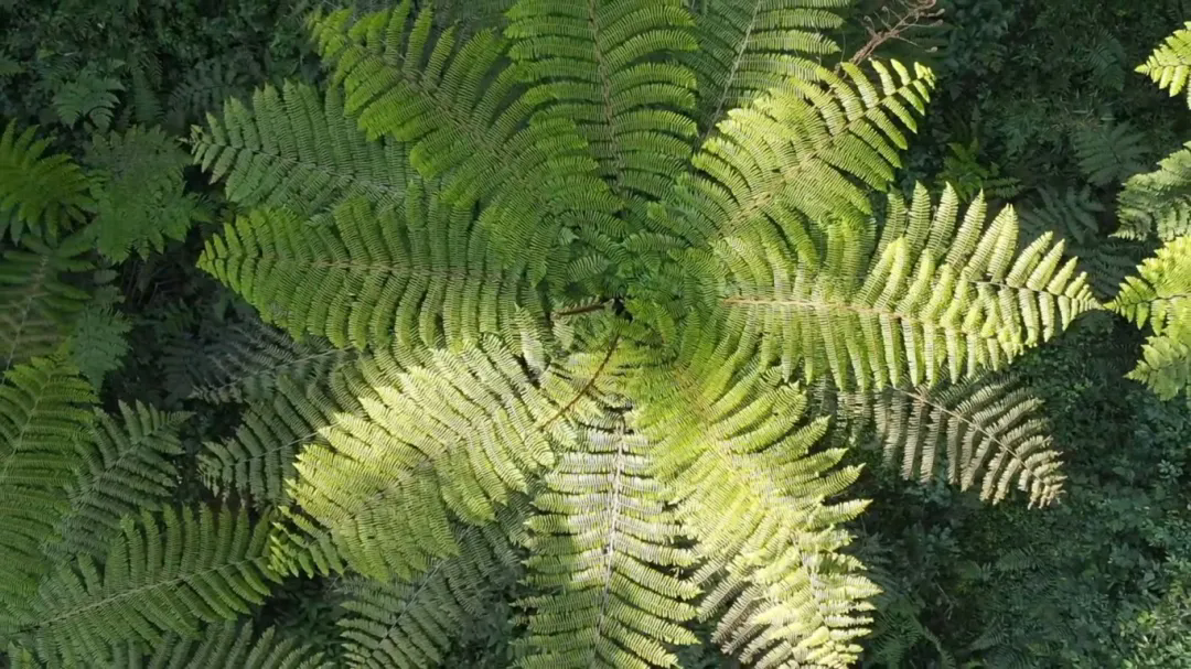 1748484250838134.png 640_wx_fmt=jpeg&from=appmsg&tp=webp&wxfrom=5&wx_lazy=1.webp (3).png