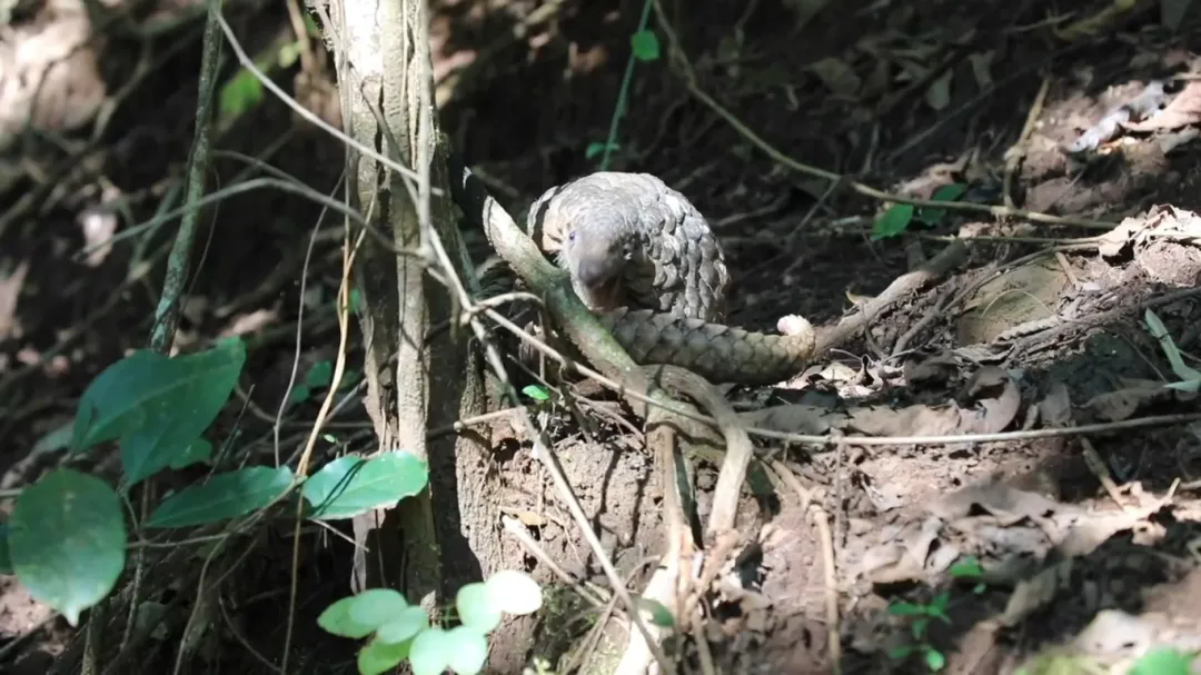 1748484271566584.png 640_wx_fmt=jpeg&from=appmsg&tp=webp&wxfrom=5&wx_lazy=1.webp (5).png