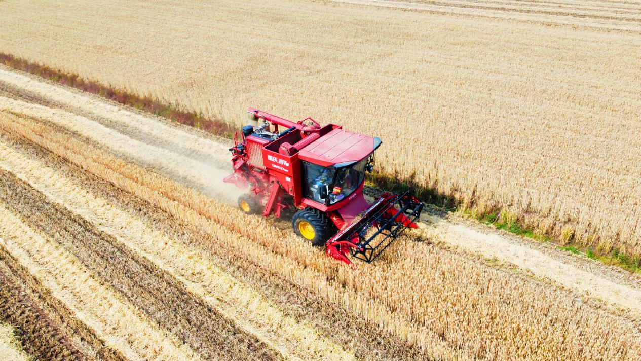 风吹麦浪好"丰"景