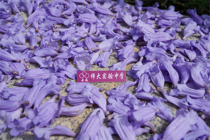 校徽与花 校徽与花