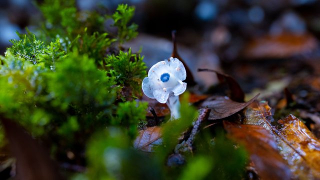 纯白和深蓝的组合自带神秘美感 (2025年6月10日 梅新强摄).jpg