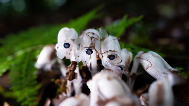 纯白和深蓝的组合自带神秘美感(2025年6月10日 梅新强摄).jpg