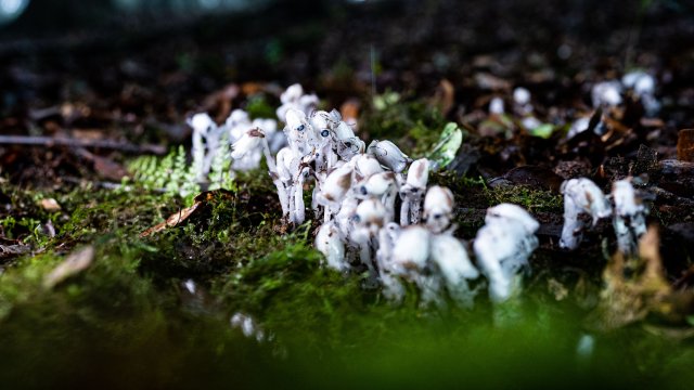 在云南省临沧市临翔区南美乡的原始森林中,水晶兰成片生长(2025年6月10日 梅新强摄).jpg