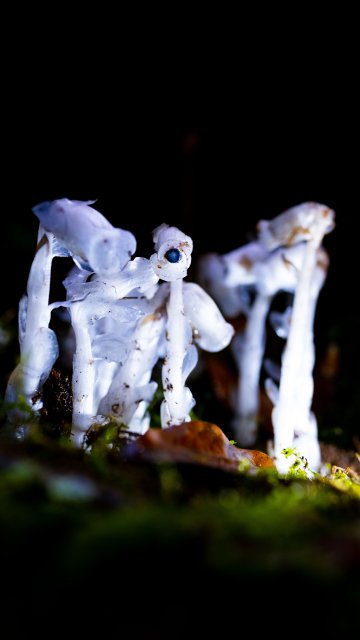 水晶兰宛如山间精灵(2025年6月10日 梅新强 摄).jpg