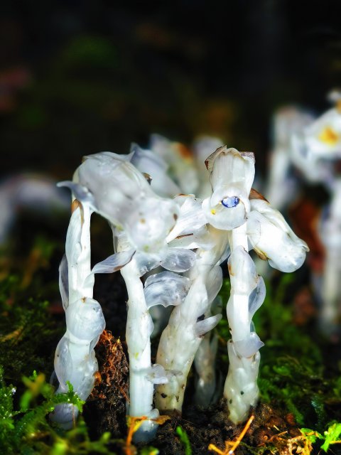 雨中的水晶兰(2025年6月10日 赵菁菁摄).jpg